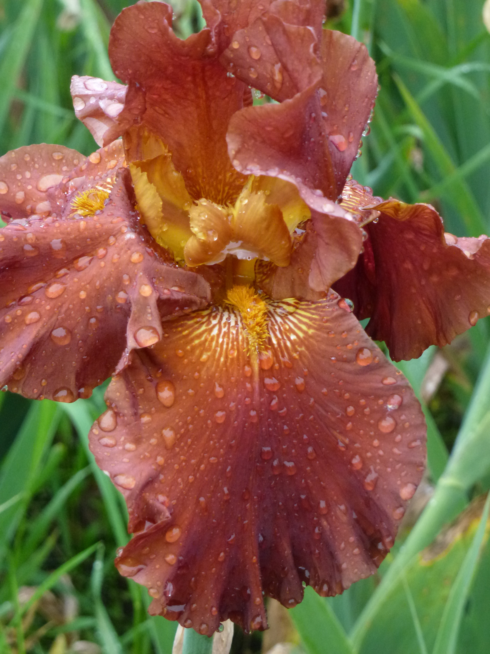 Panasonic DMC-ZS10 sample photo. Iris never cease to amaze with a multitude of color variations photography