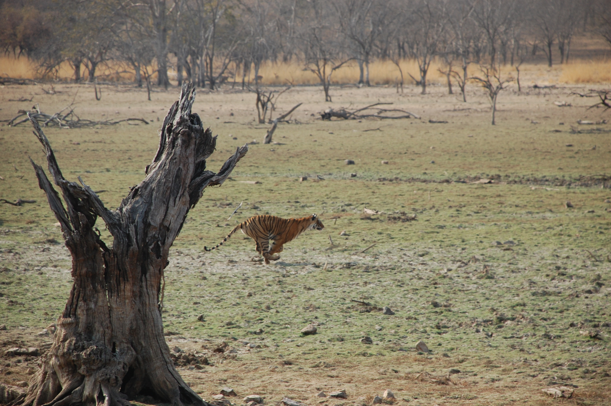 Nikon D40 sample photo. Tiger running photography