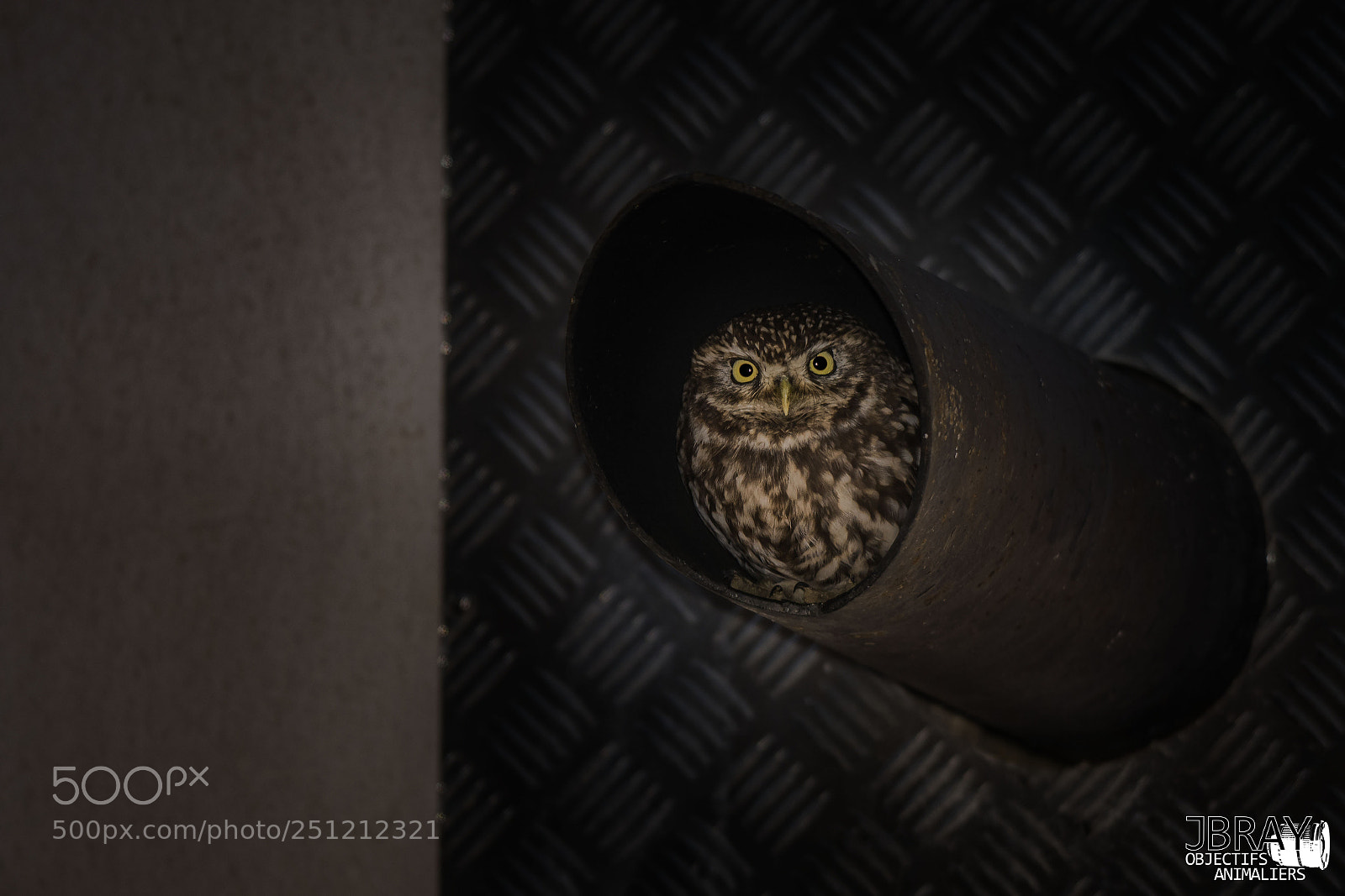 Nikon D7200 sample photo. A little owl in photography