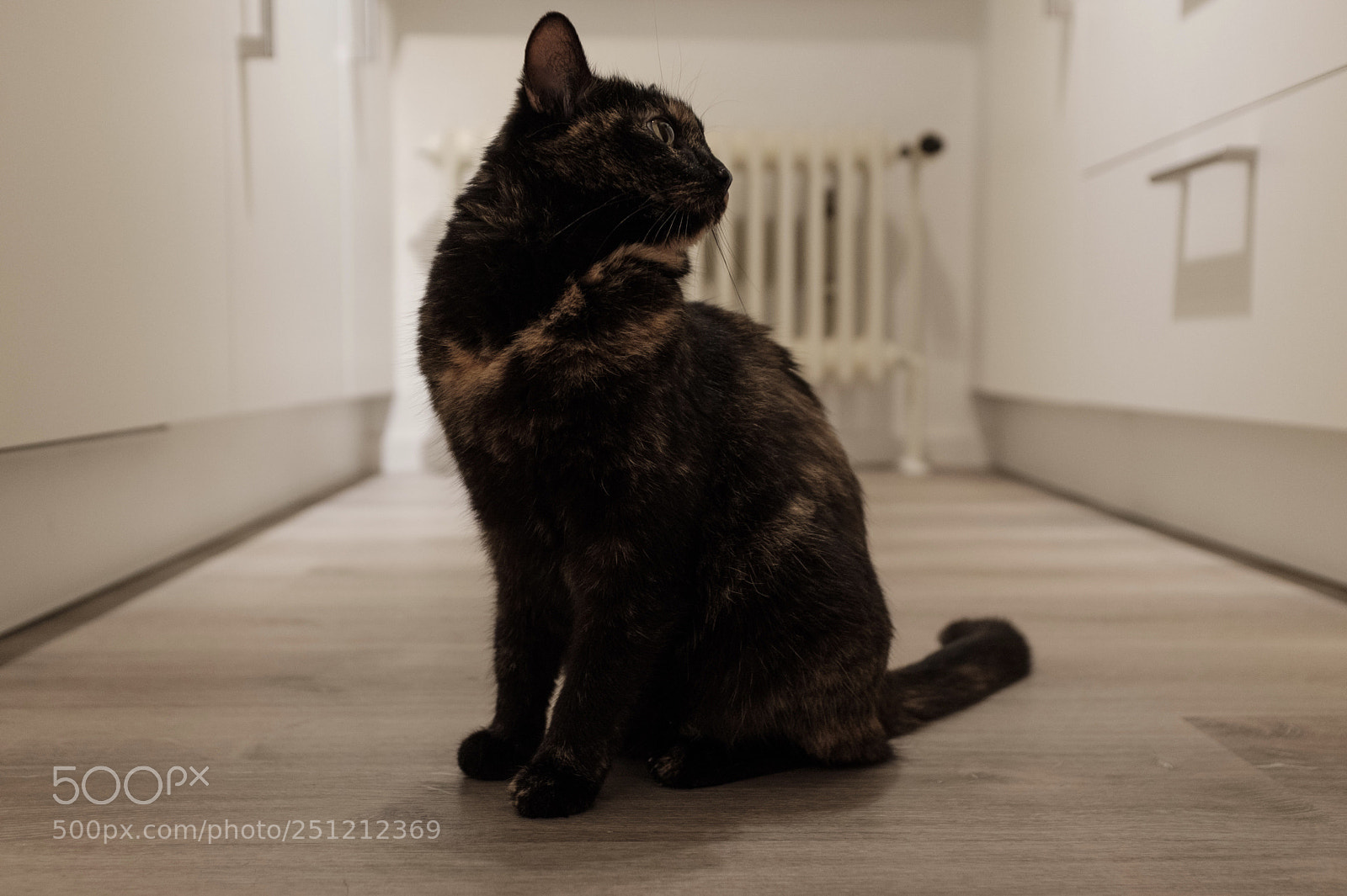 Fujifilm X100F sample photo. A regular guest photography