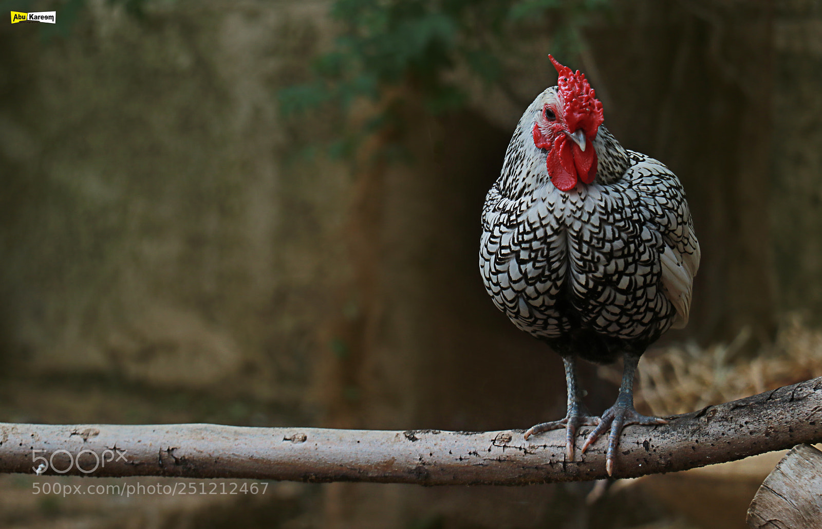 Canon EOS 80D sample photo. Untitled photography