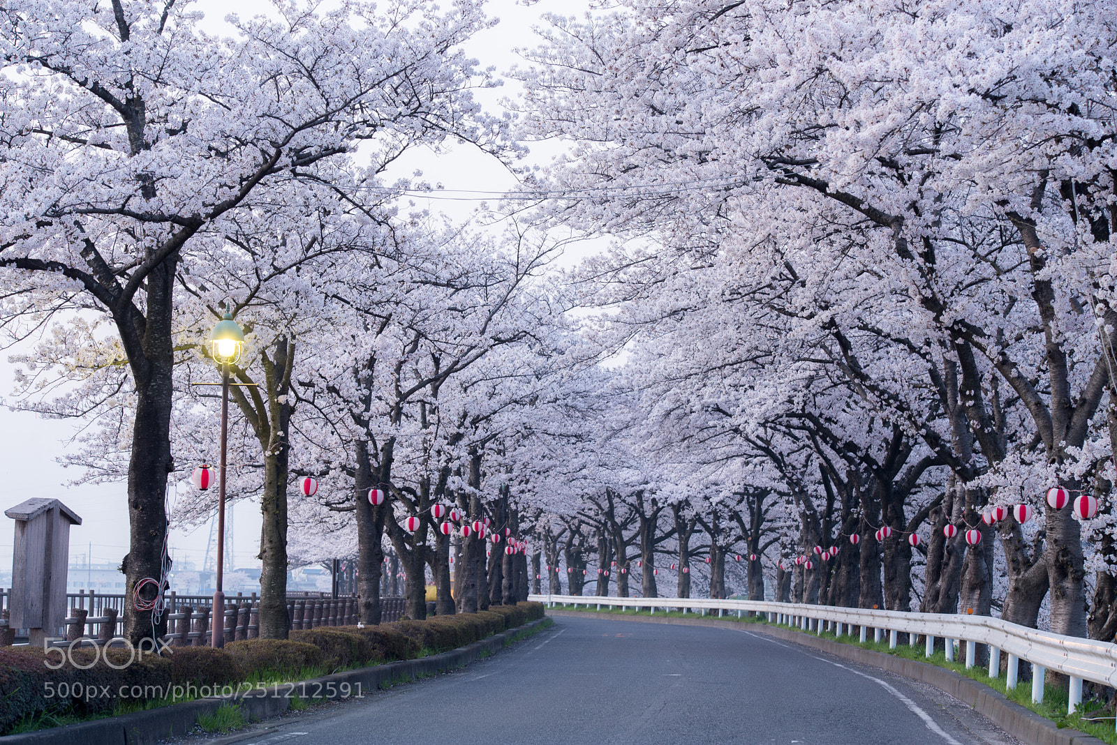 Nikon D610 sample photo. I photography