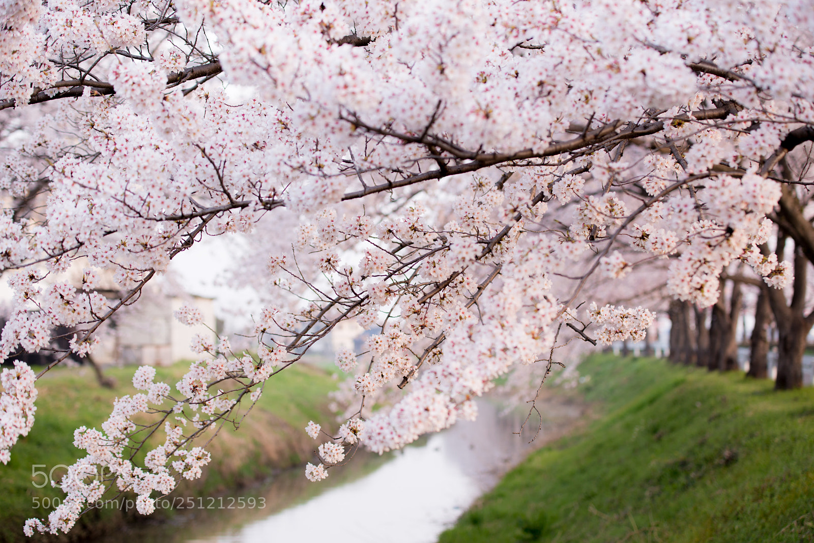 Nikon D610 sample photo. I photography