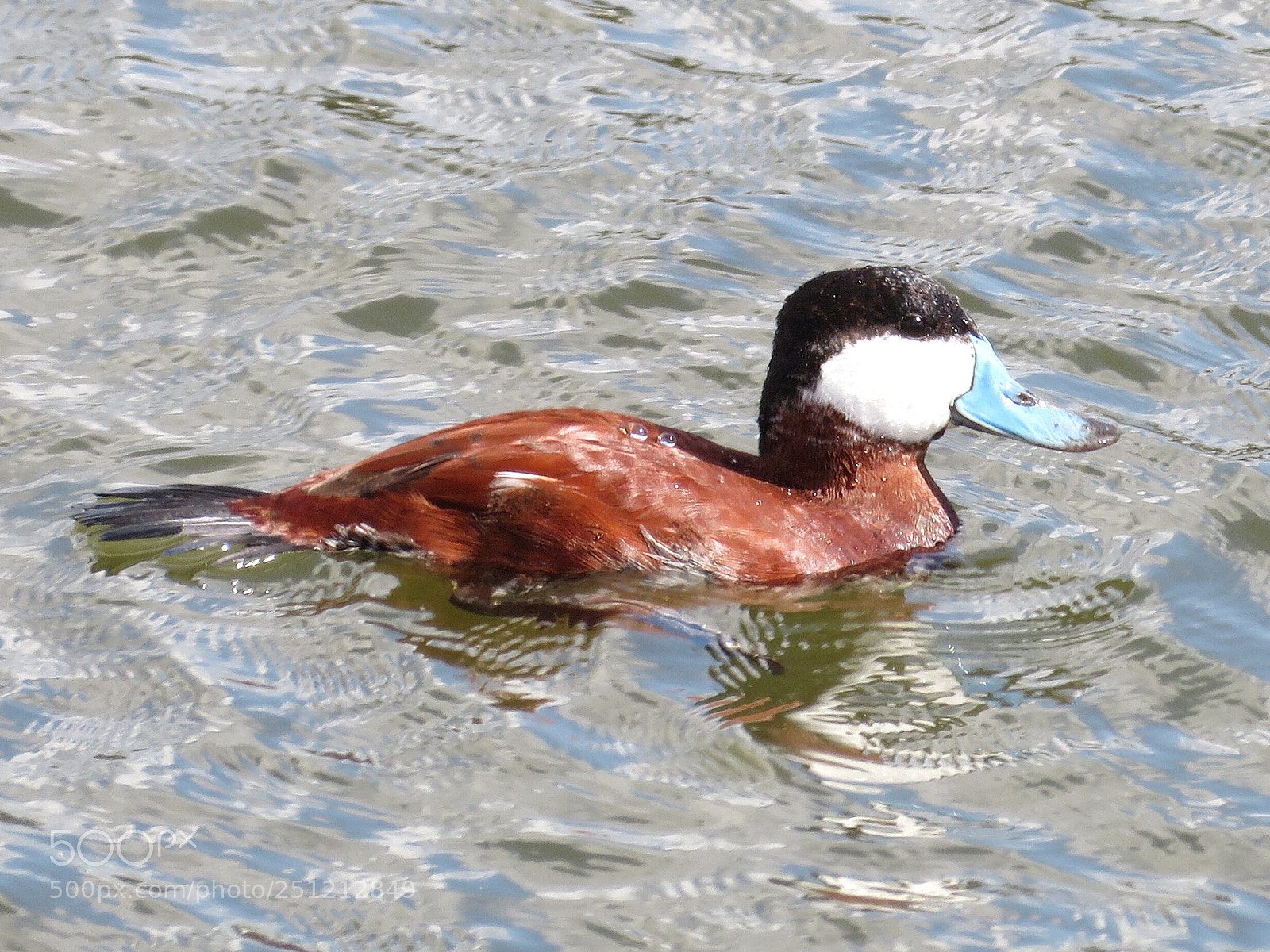 Canon PowerShot SX720 HS sample photo. Blue beak photography