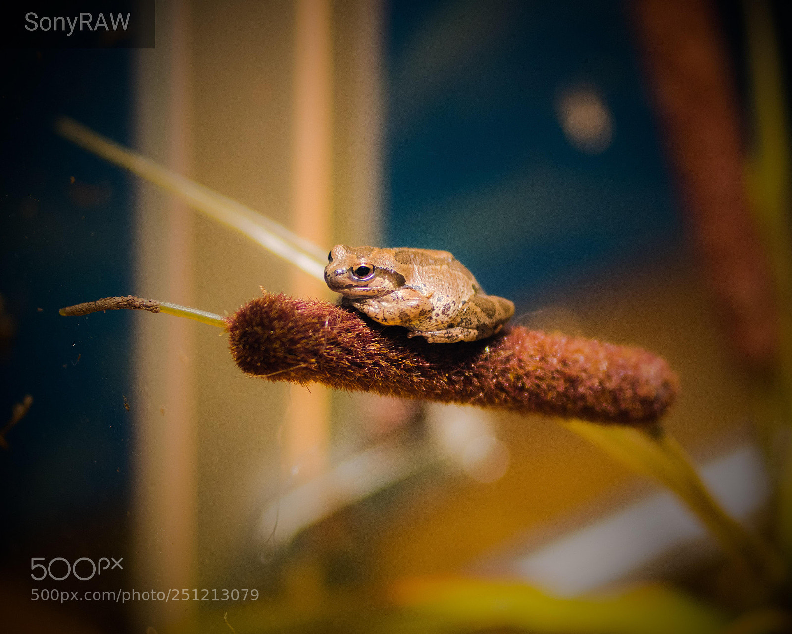 Sony a6500 sample photo. Tree frog photography