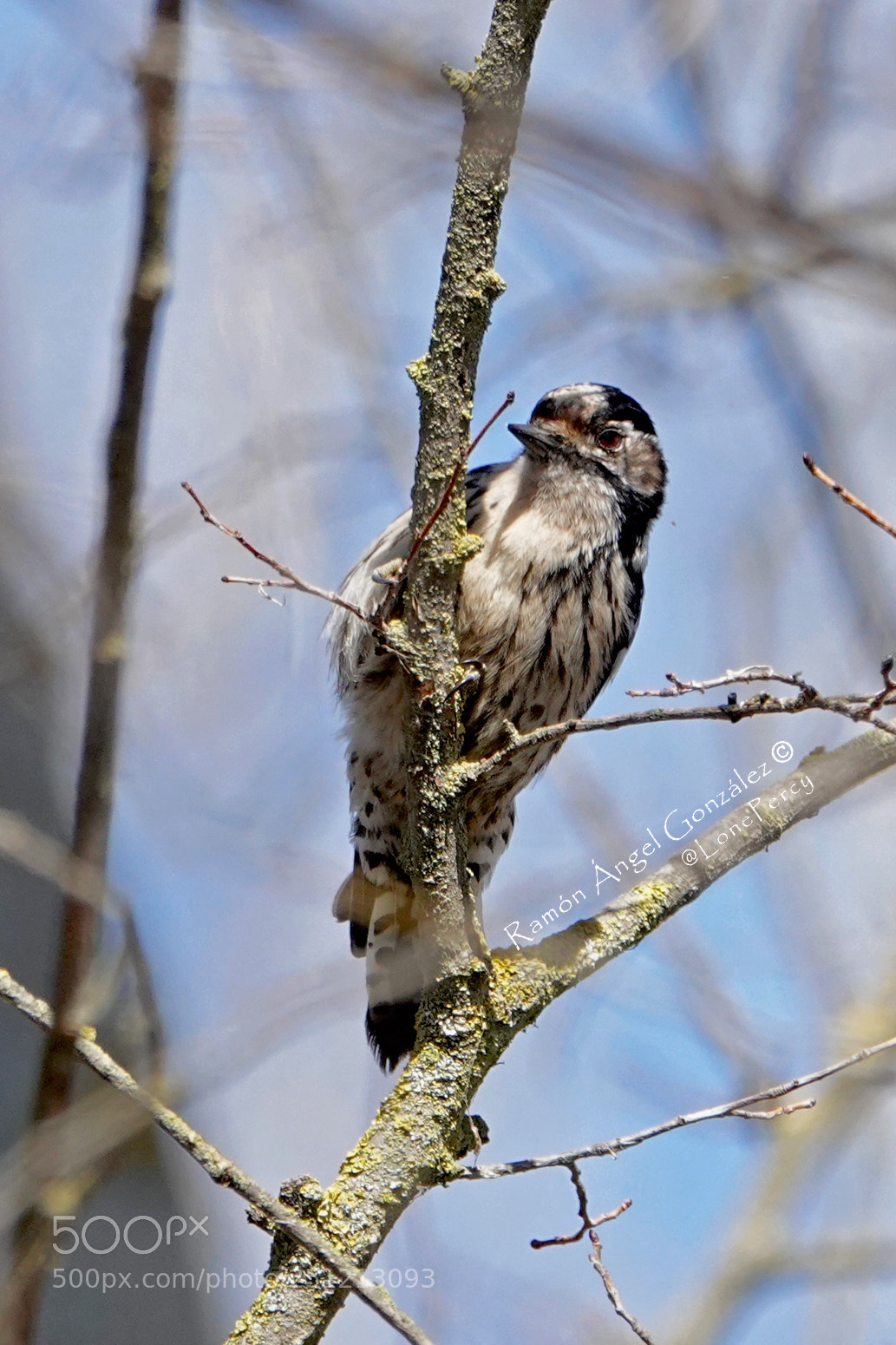 Sony Cyber-shot DSC-RX10 IV sample photo. Lesser spotted woodpecker in photography