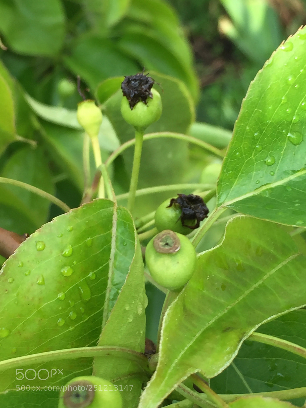 Apple iPhone 6 sample photo. Asian pears a few photography