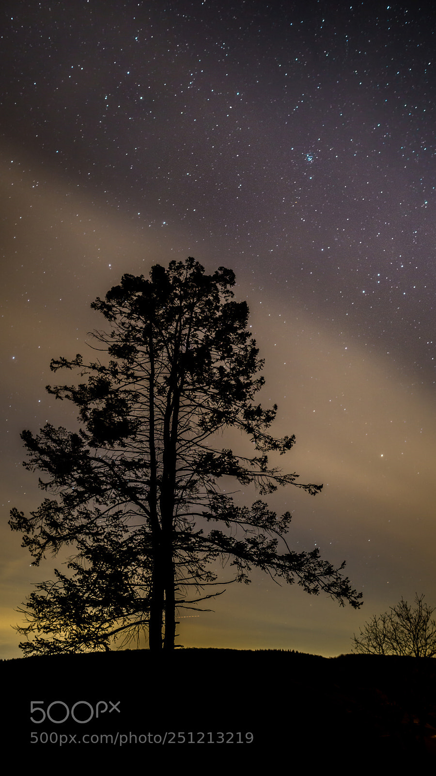 Sony a6000 sample photo. Tree at night photography