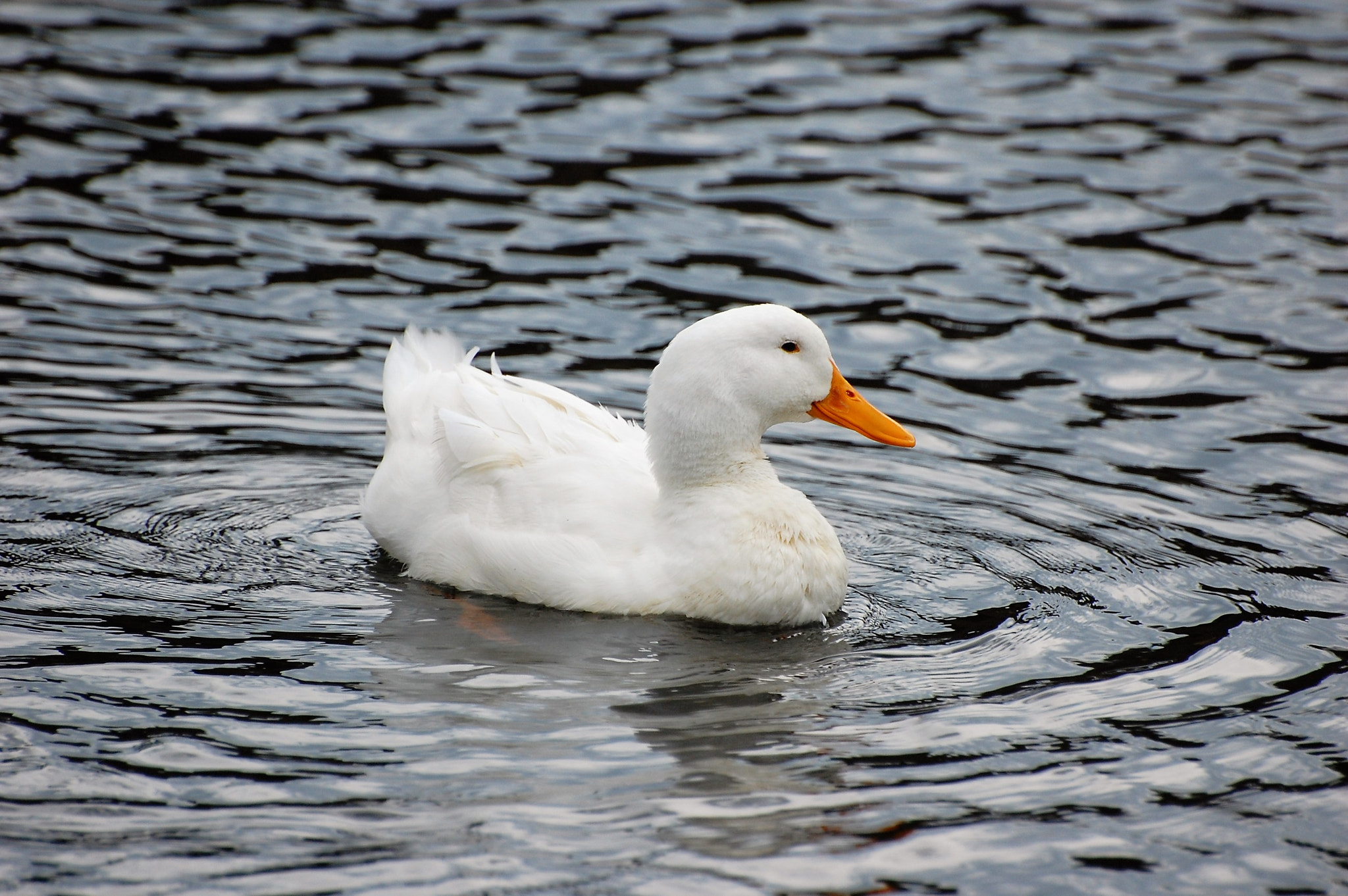 Nikon D40 sample photo. Duck photography