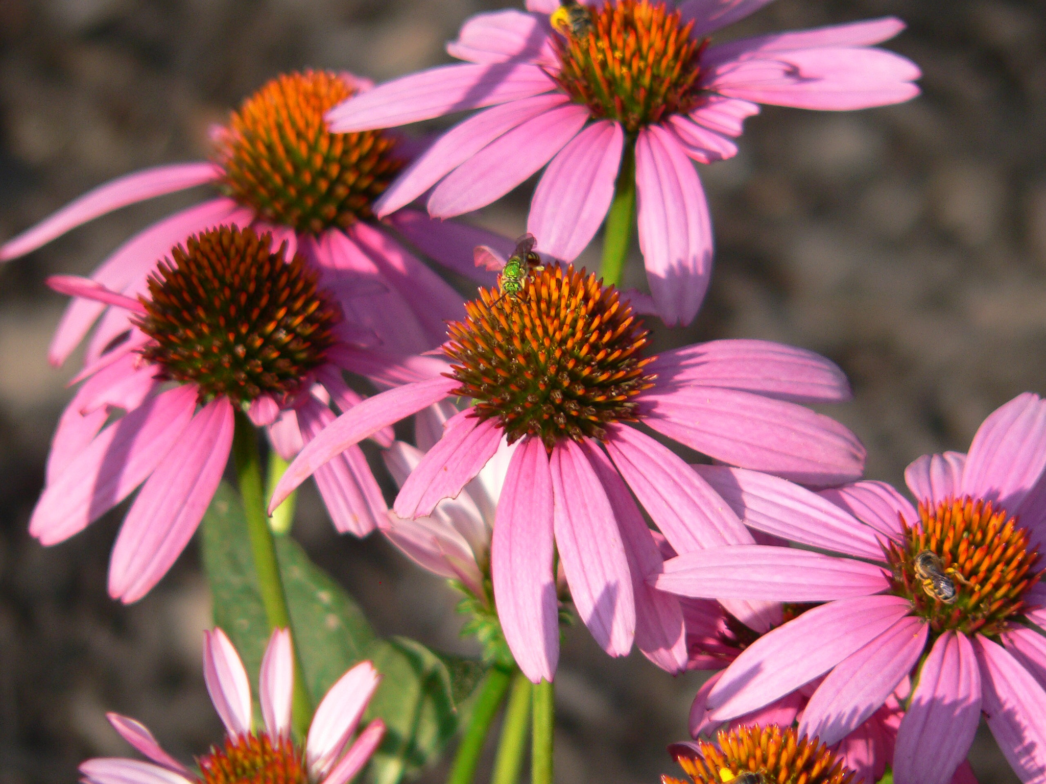 Panasonic DMC-FZ20 sample photo. Cone flowers photography