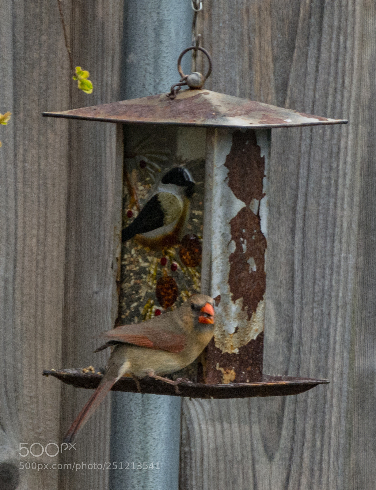 Nikon D7100 sample photo. Cardinal dining photography