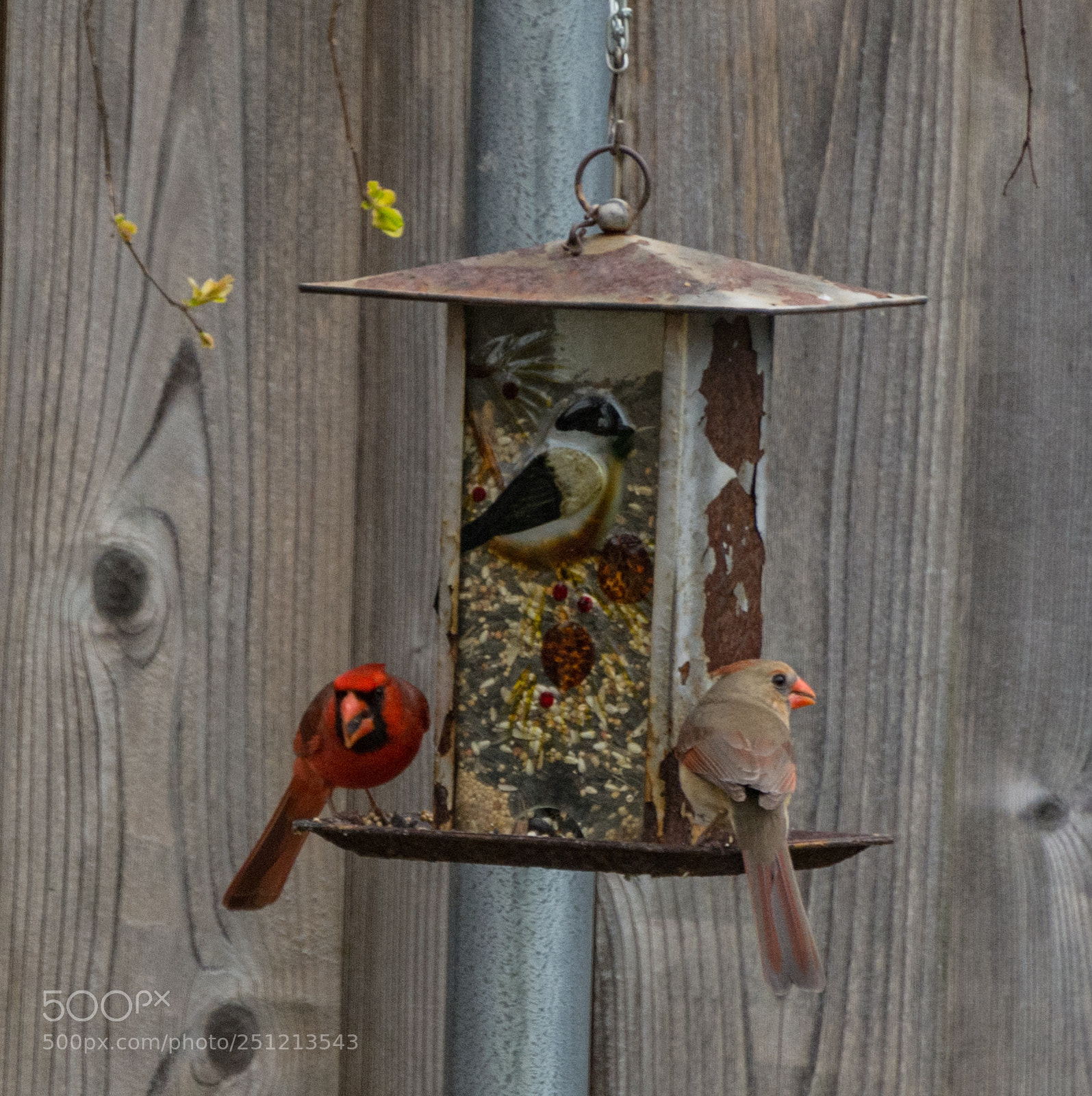 Nikon D7100 sample photo. Cardinals enjoying dinner photography