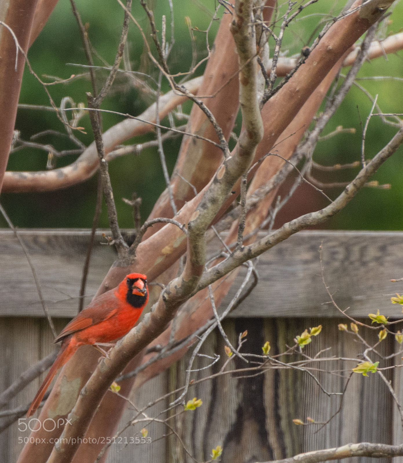 Nikon D7100 sample photo. Cardinal in a tree photography