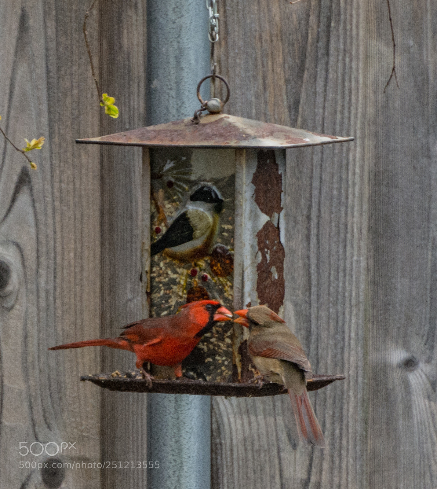 Nikon D7100 sample photo. Cardinals sharing photography