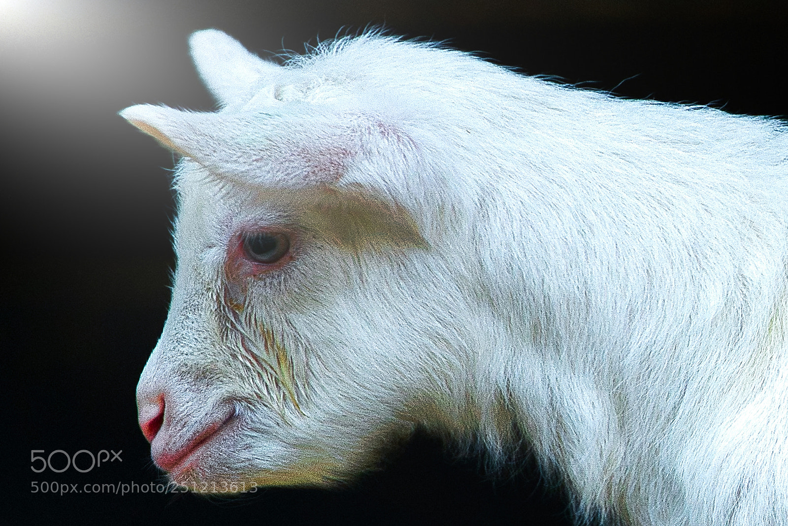 Sony a7R III sample photo. Goats 1 to 7 days old photography