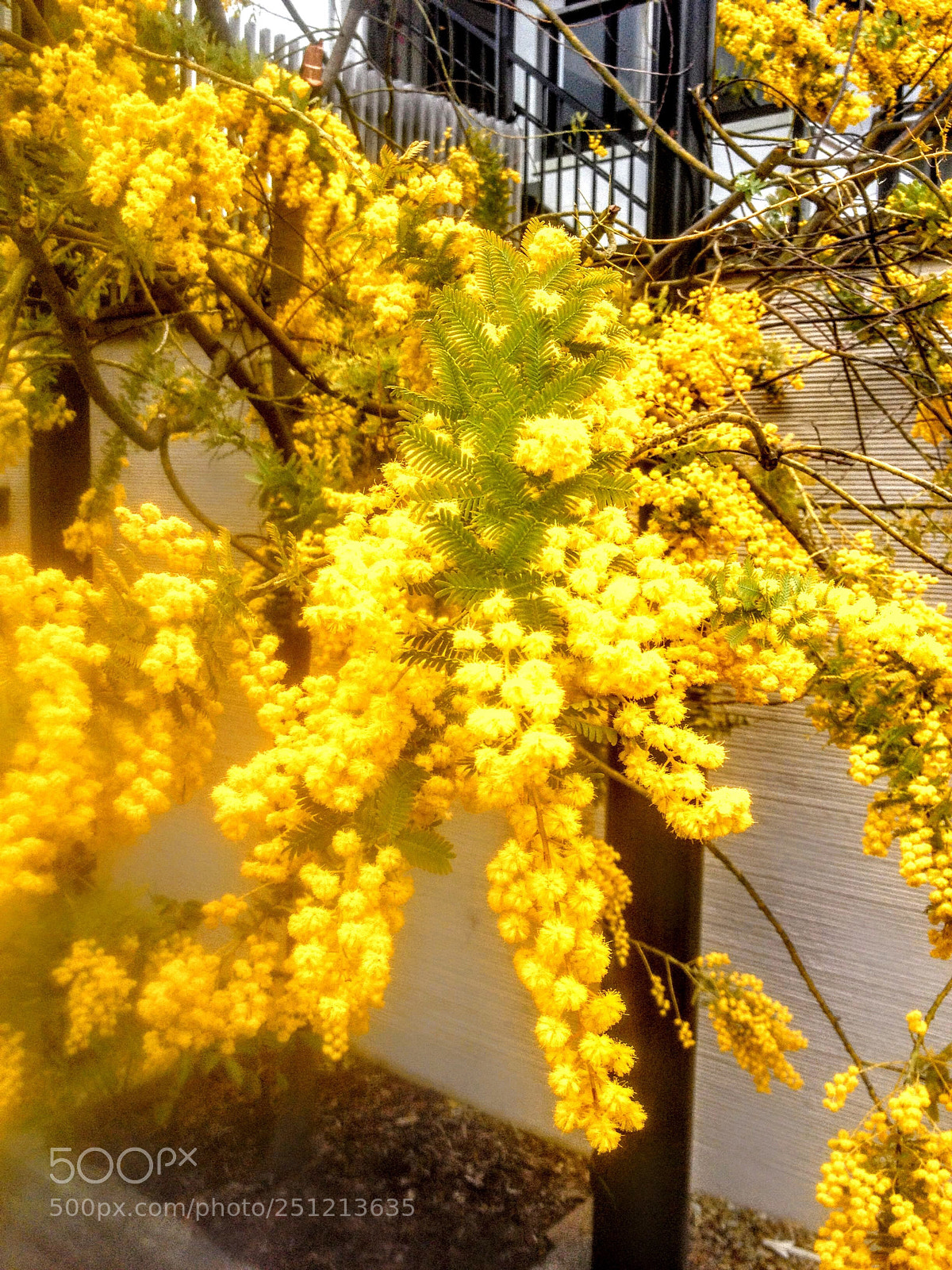 Apple iPhone 4S sample photo. Flouées in tokyo photography
