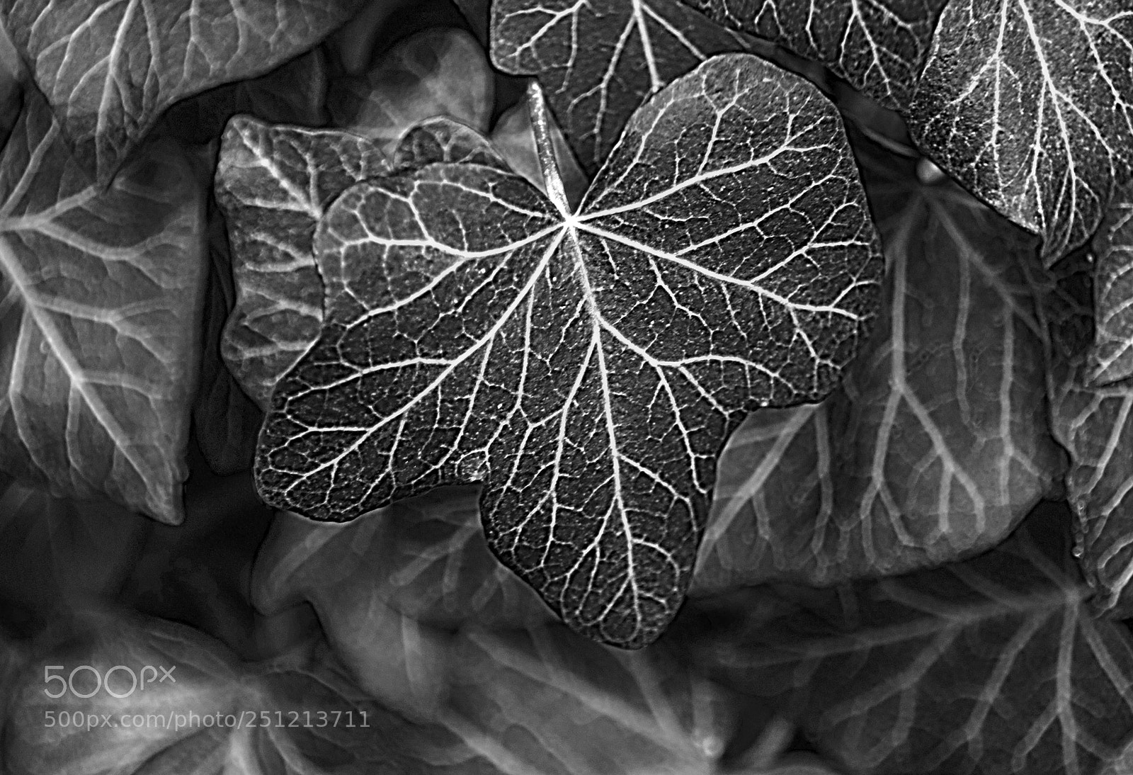 Canon EOS 750D (EOS Rebel T6i / EOS Kiss X8i) sample photo. Ivy league photography