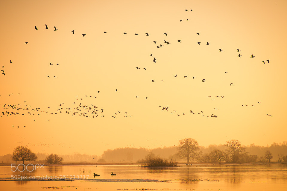 Nikon D800E sample photo. Geese photography