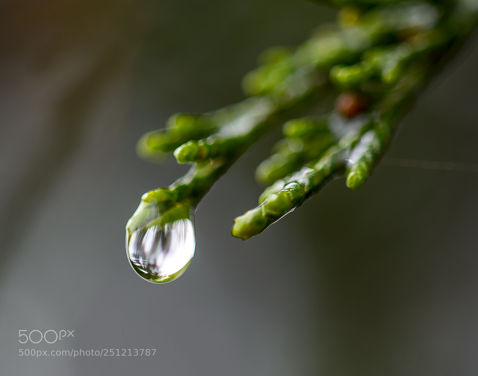 Nikon D5100 sample photo. Spring rain photography