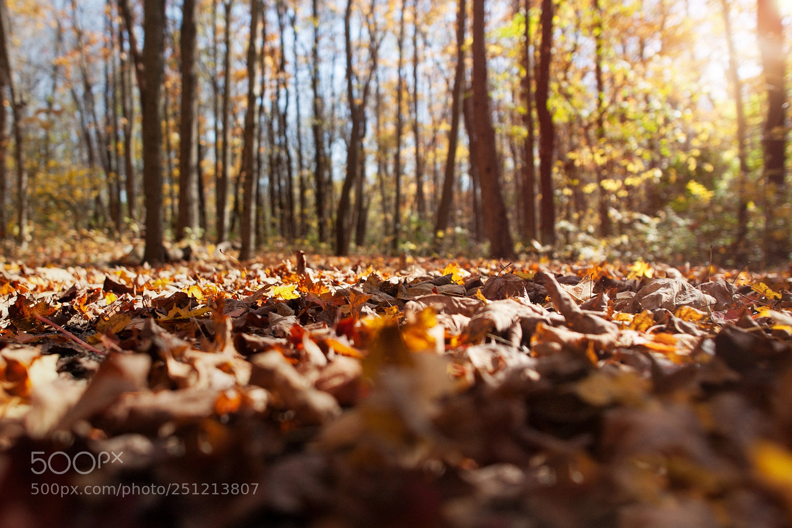 Canon EOS 5D Mark II sample photo. Autumn leaves photography