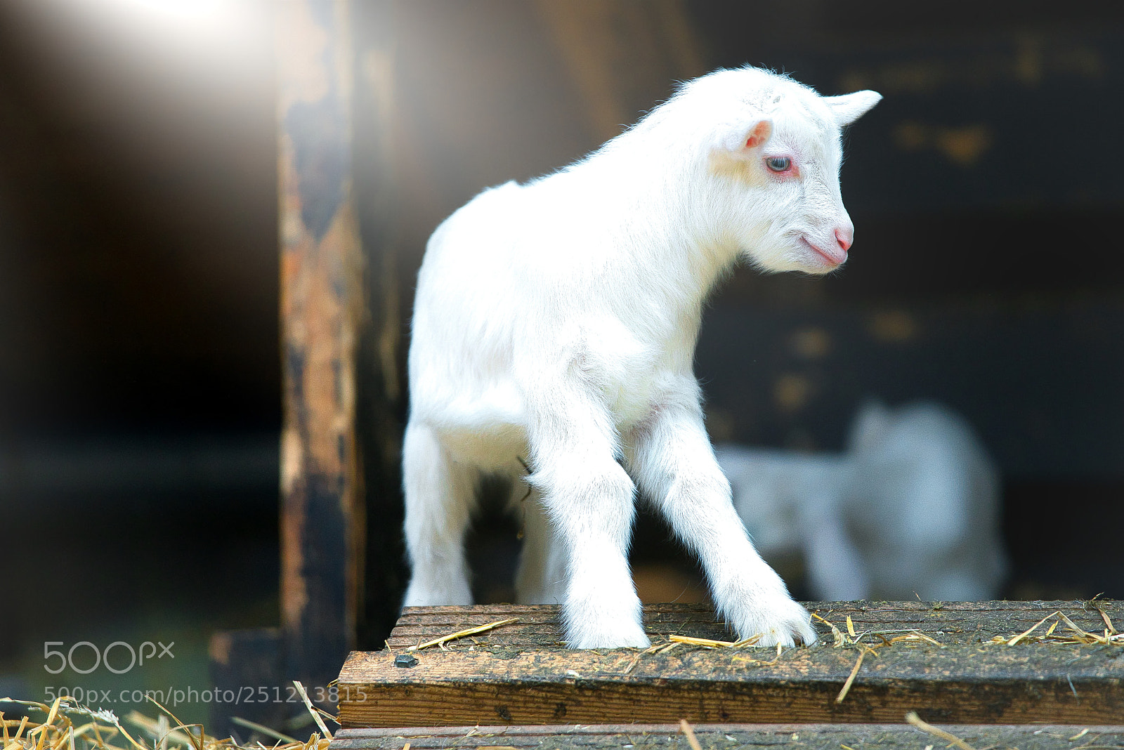 Sony a7R III sample photo. Goats 1 to 7 days old photography