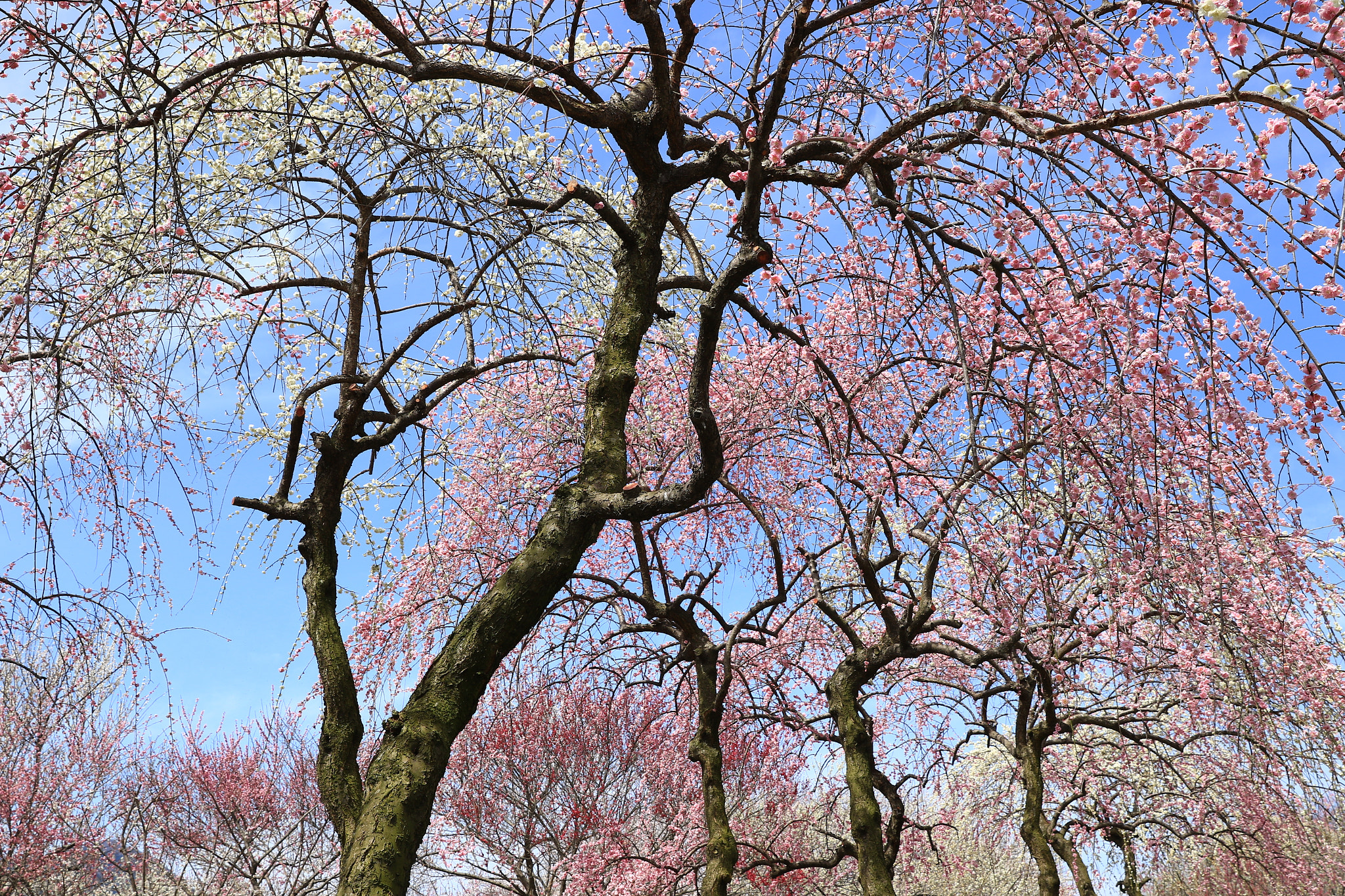 Canon EF 24-70mm F2.8L II USM sample photo. しだれ梅 photography