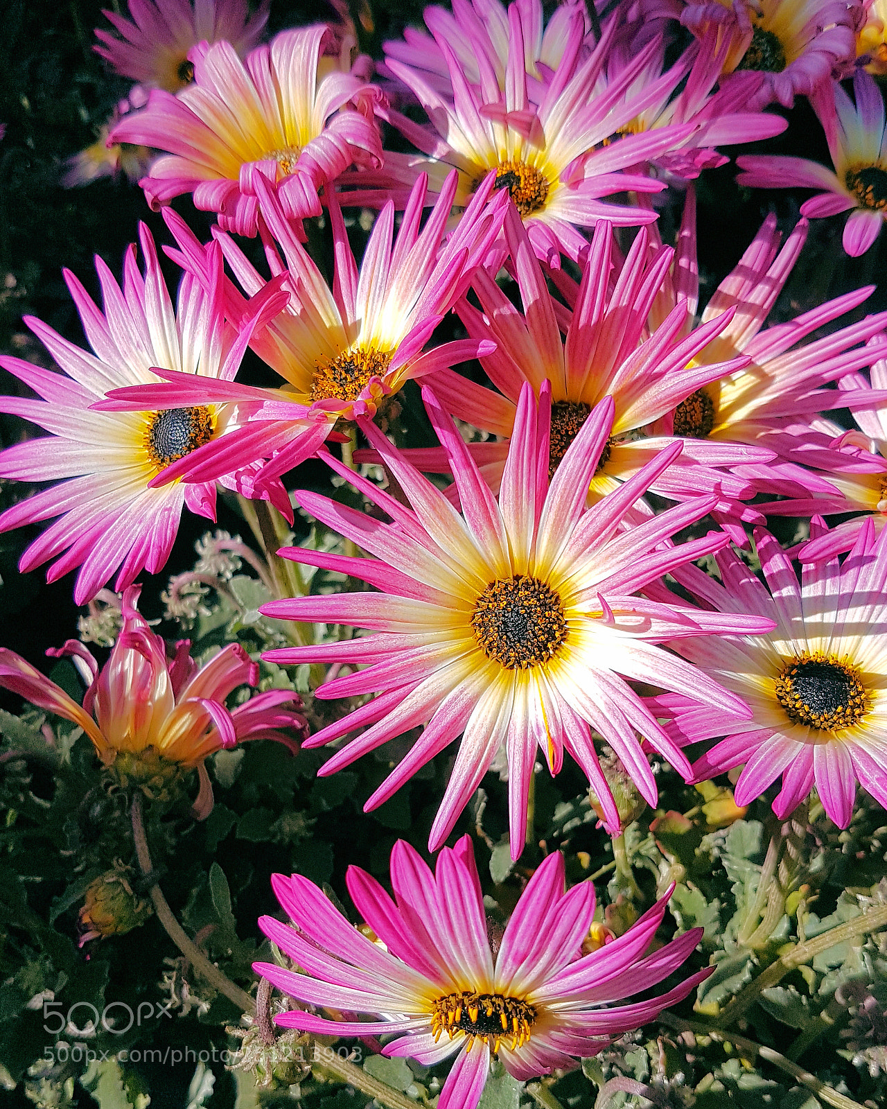 Samsung Galaxy S7 Edge sample photo. Pretty photography