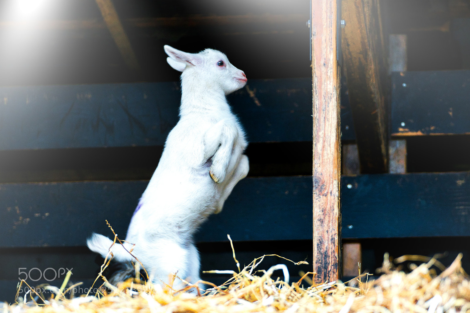 Sony a7R III sample photo. Goats 1 to 7 days old photography
