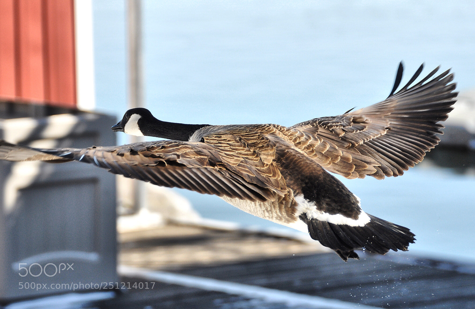 Nikon D90 sample photo. Canadian goose  photography