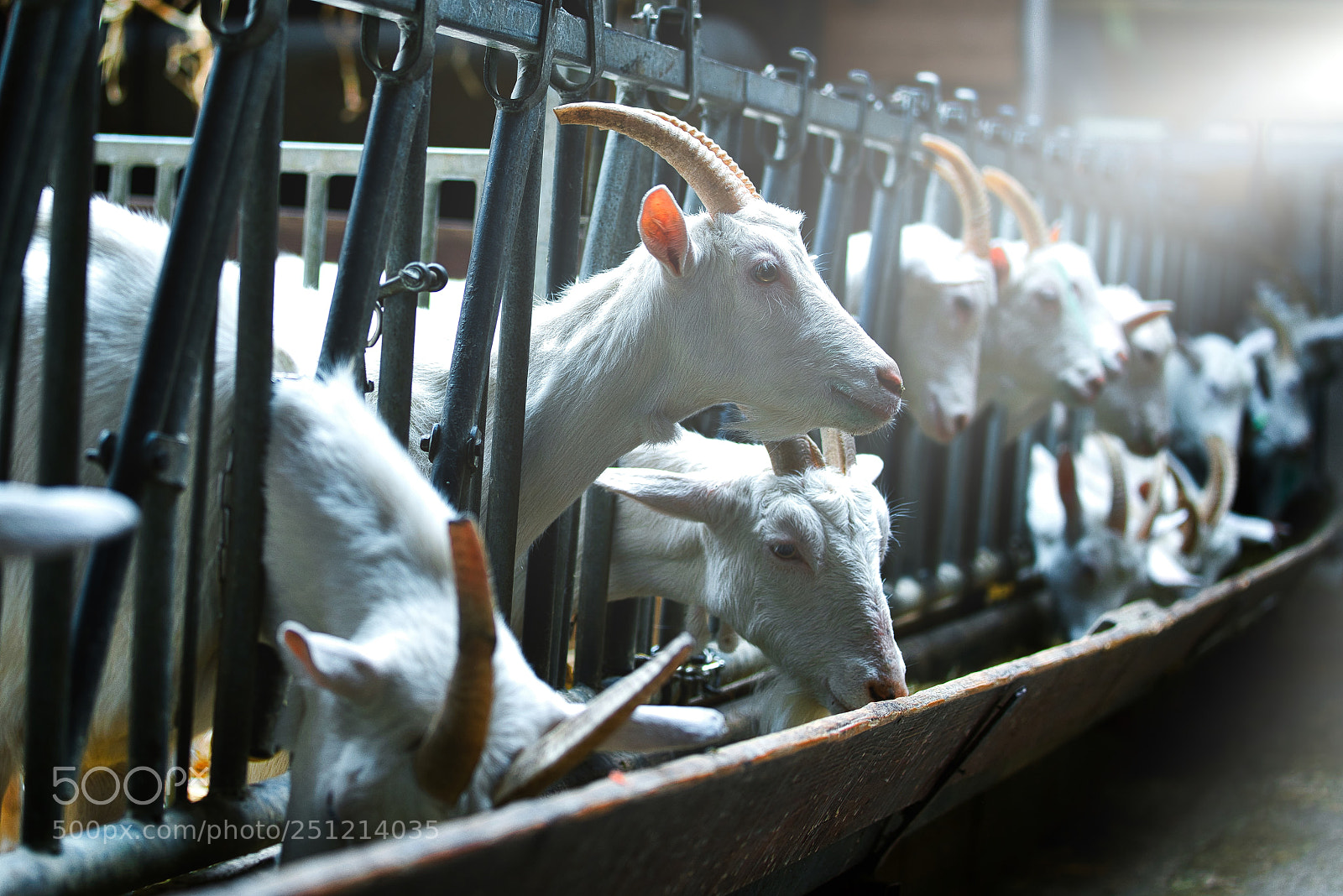 Sony a7R III sample photo. Goats 1 to 7 days old photography