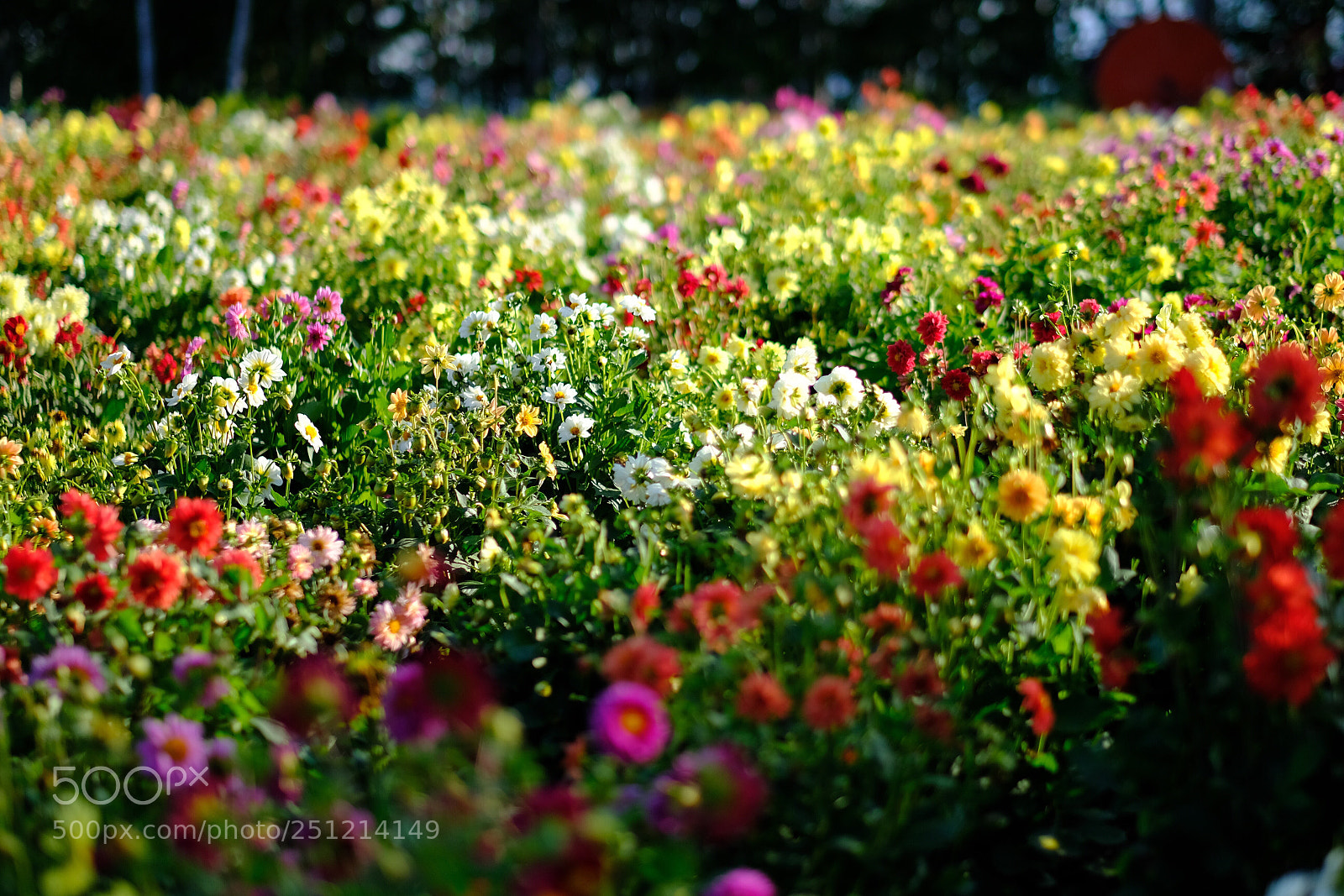 Fujifilm X-Pro2 sample photo. Untitled photography
