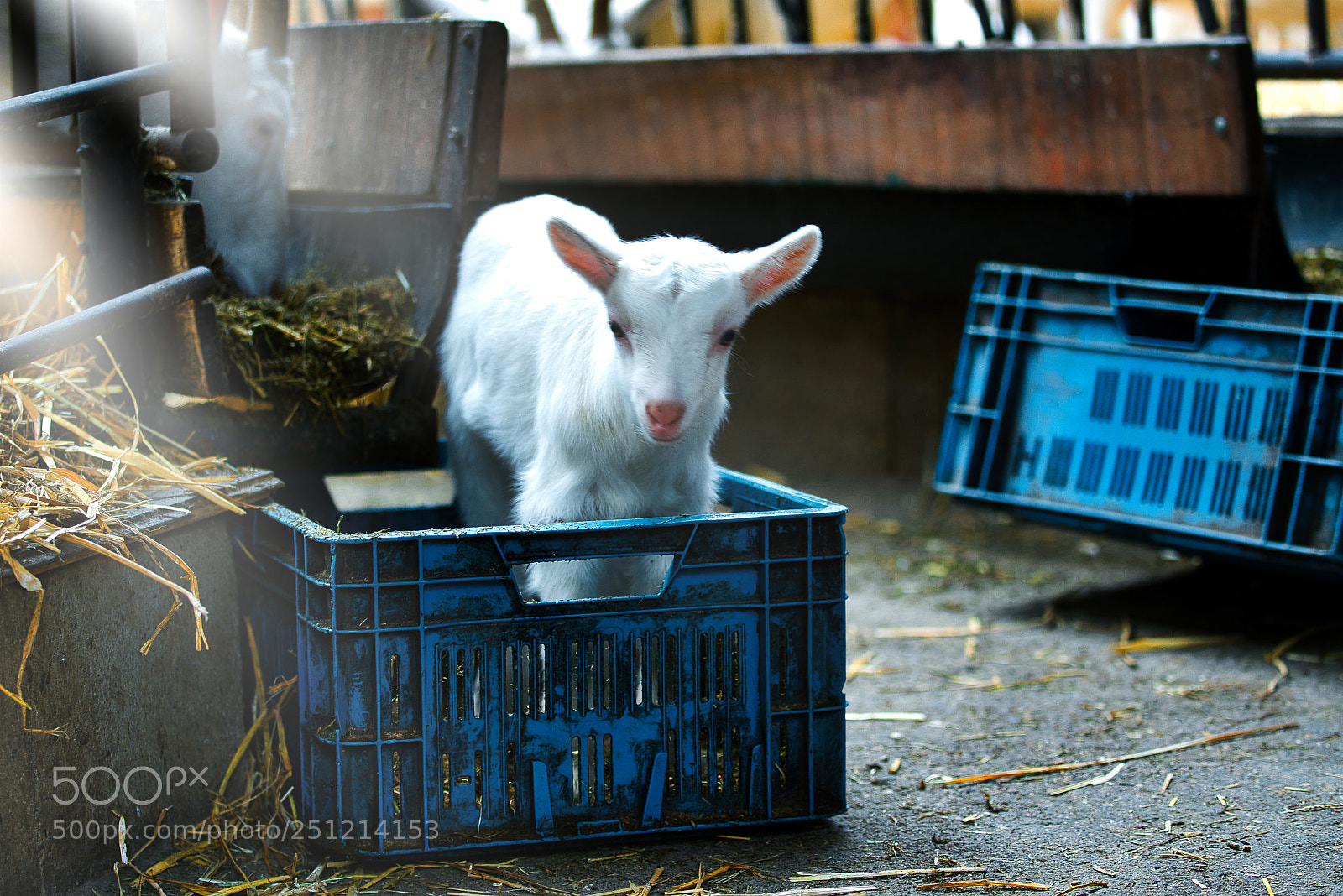 Sony a7R III sample photo. Goats 1 to 7 days old photography