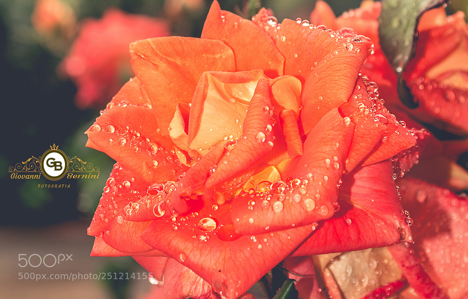 Nikon D5200 sample photo. Rosa photography