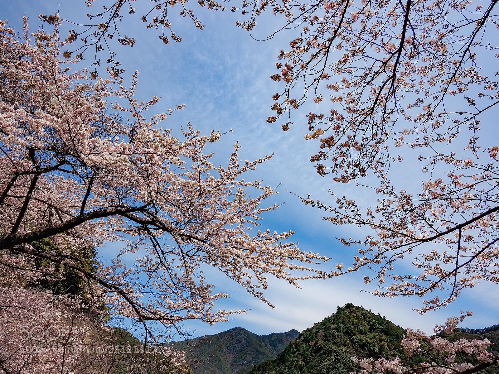 Olympus OM-D E-M1 sample photo. Sakura photography