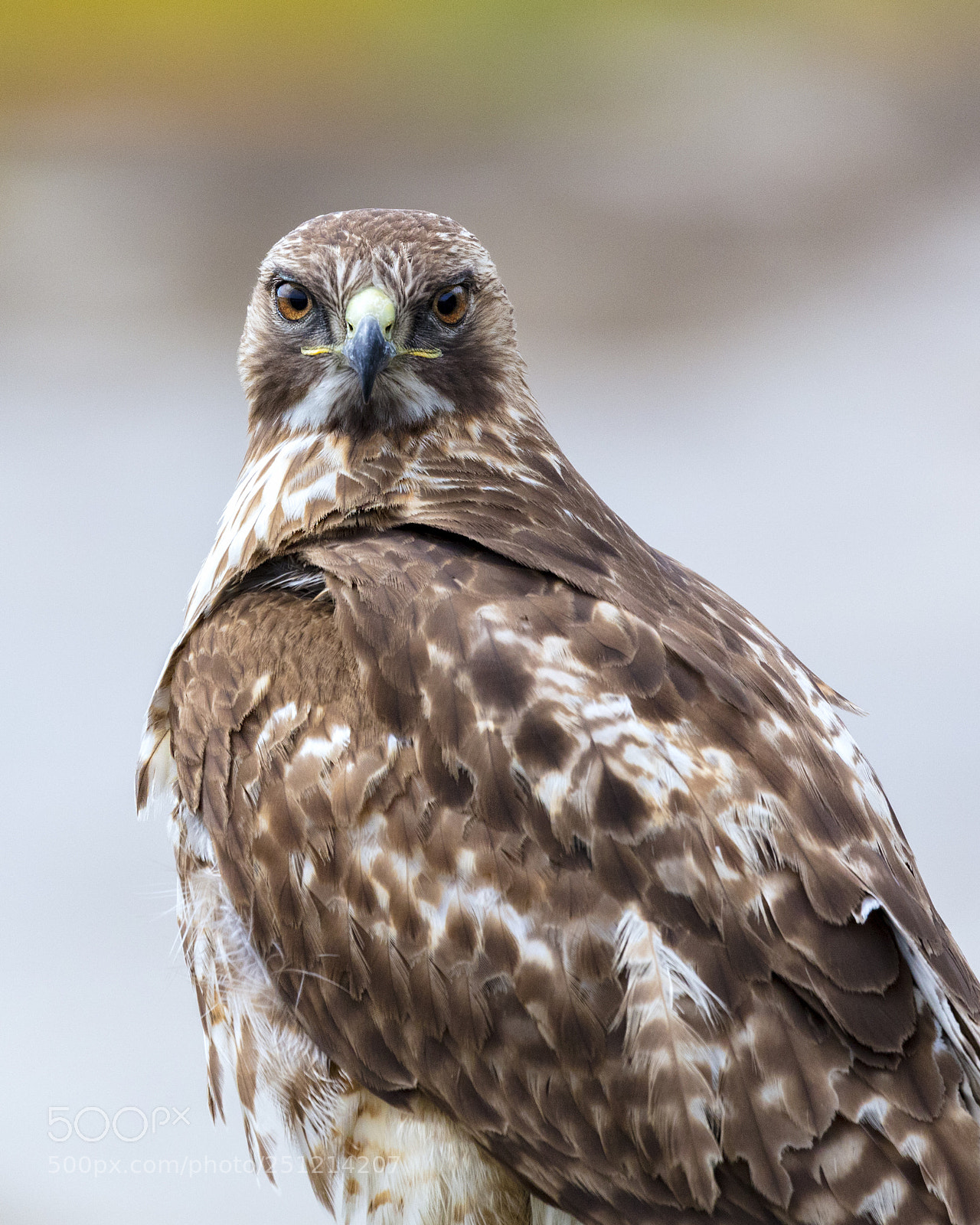 Canon EOS 5DS sample photo. Red-tailed hawk photography