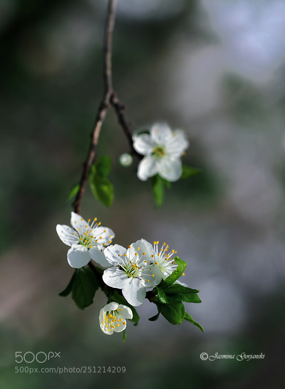 Olympus OM-D E-M1 Mark II sample photo. Gentle spring photography