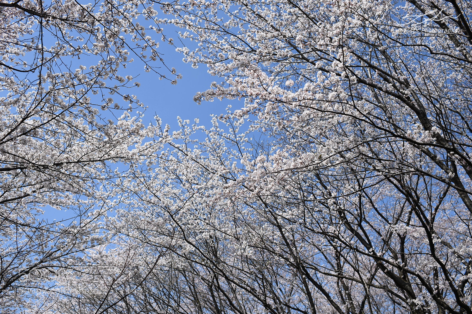 Nikon D850 sample photo. Cherry blossoms* photography