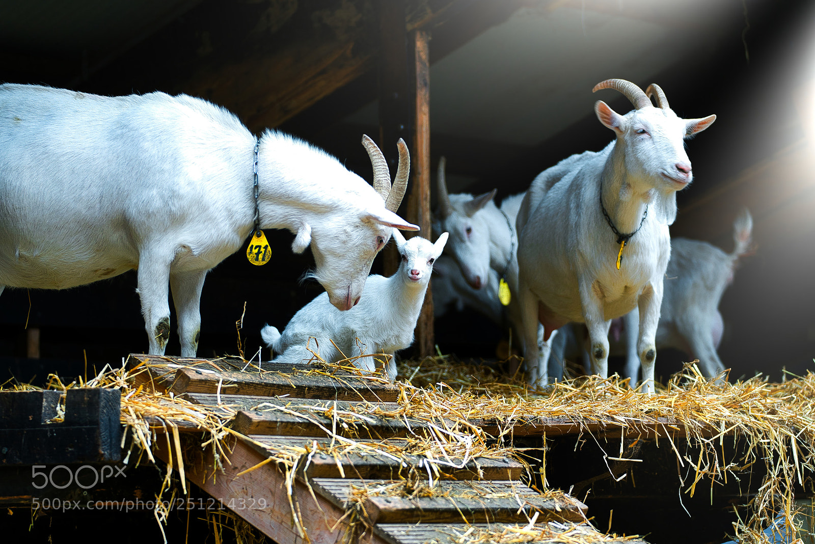 Sony a7R III sample photo. Goats 1 to 7 days old photography