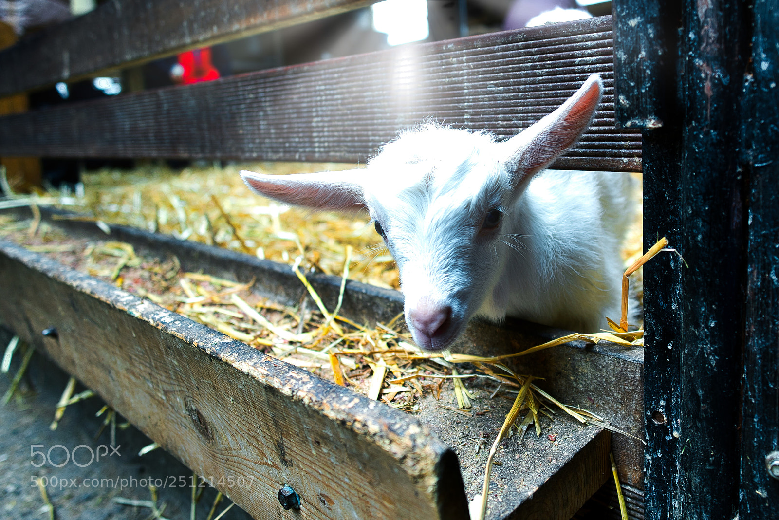 Sony a7R III sample photo. Goats 1 to 7 days old photography