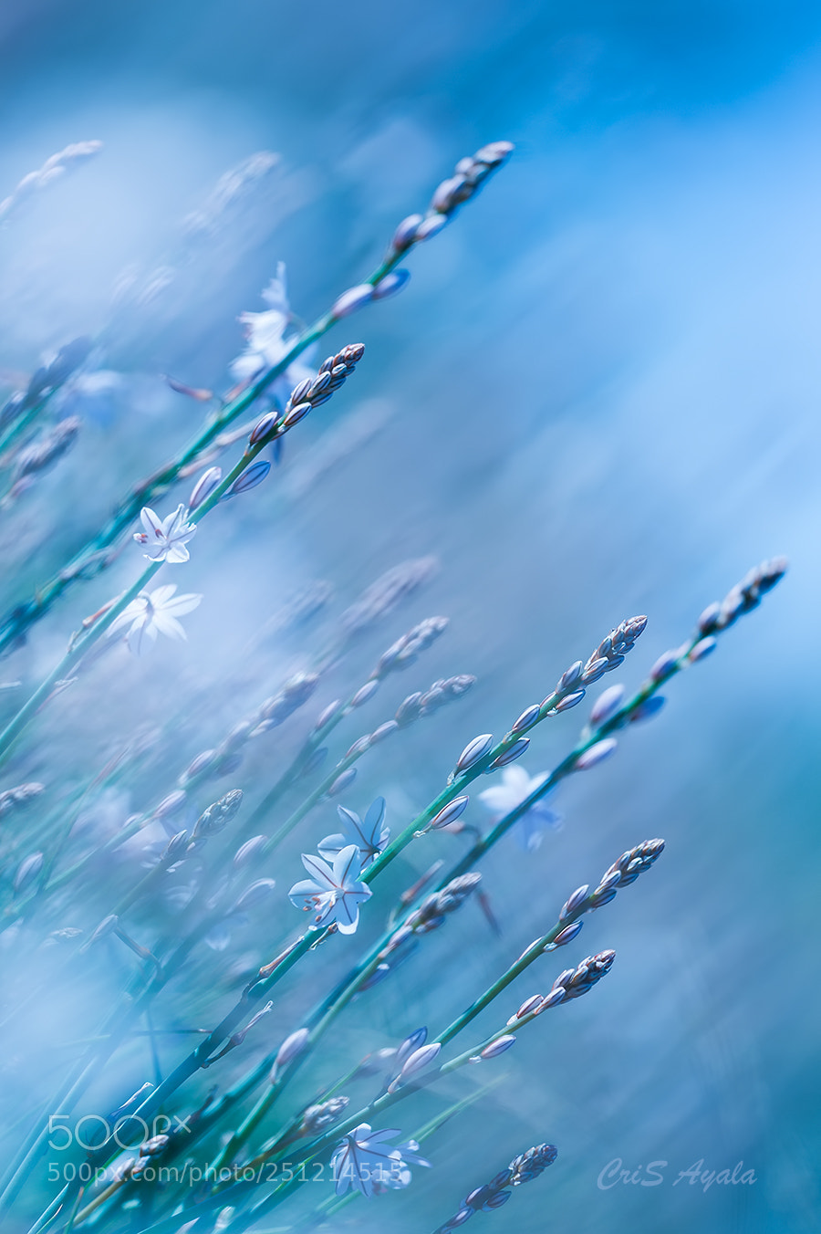 Nikon D4 sample photo. Reaching the sky photography