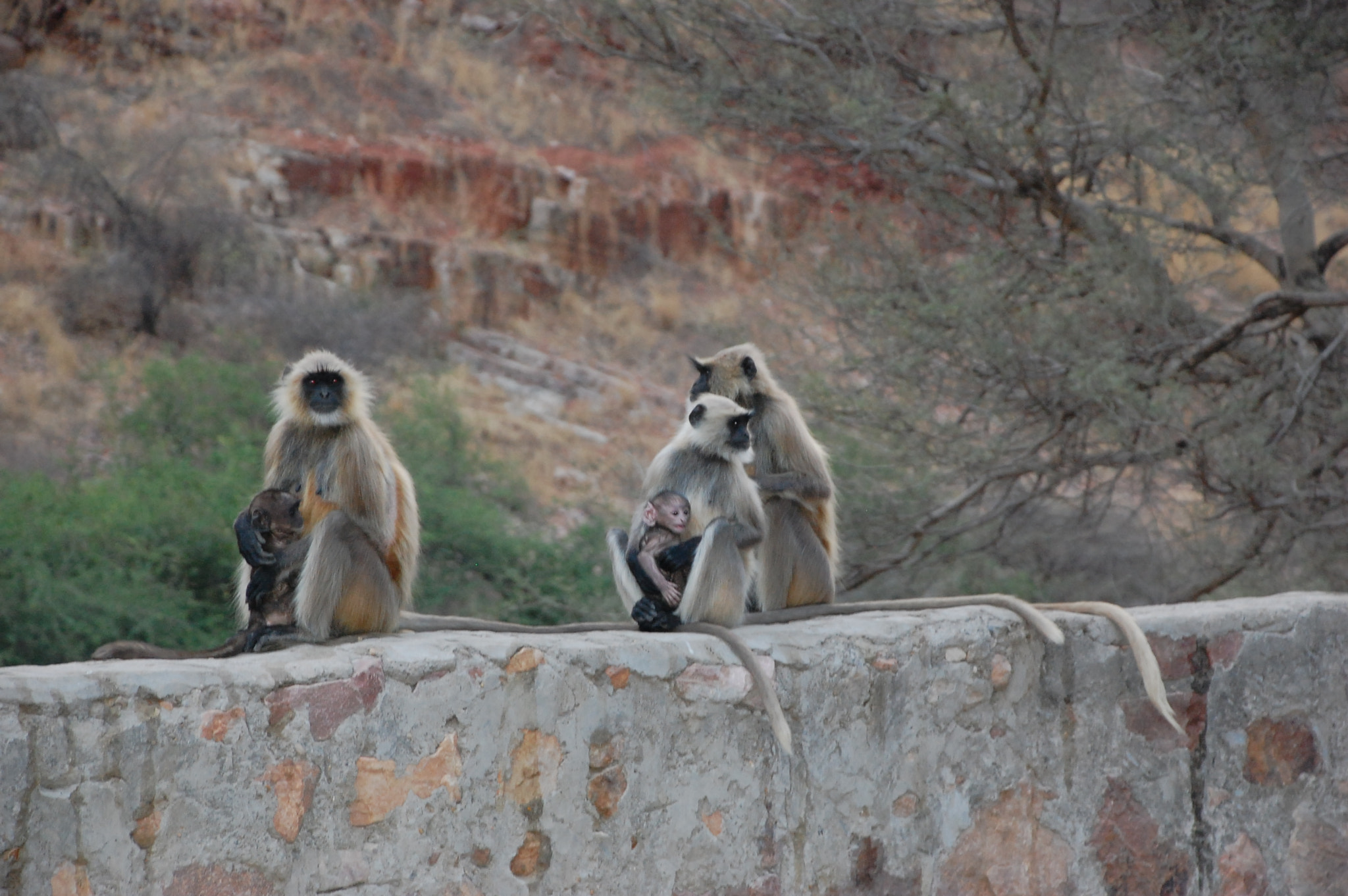 Nikon D40 sample photo. Monkeys photography