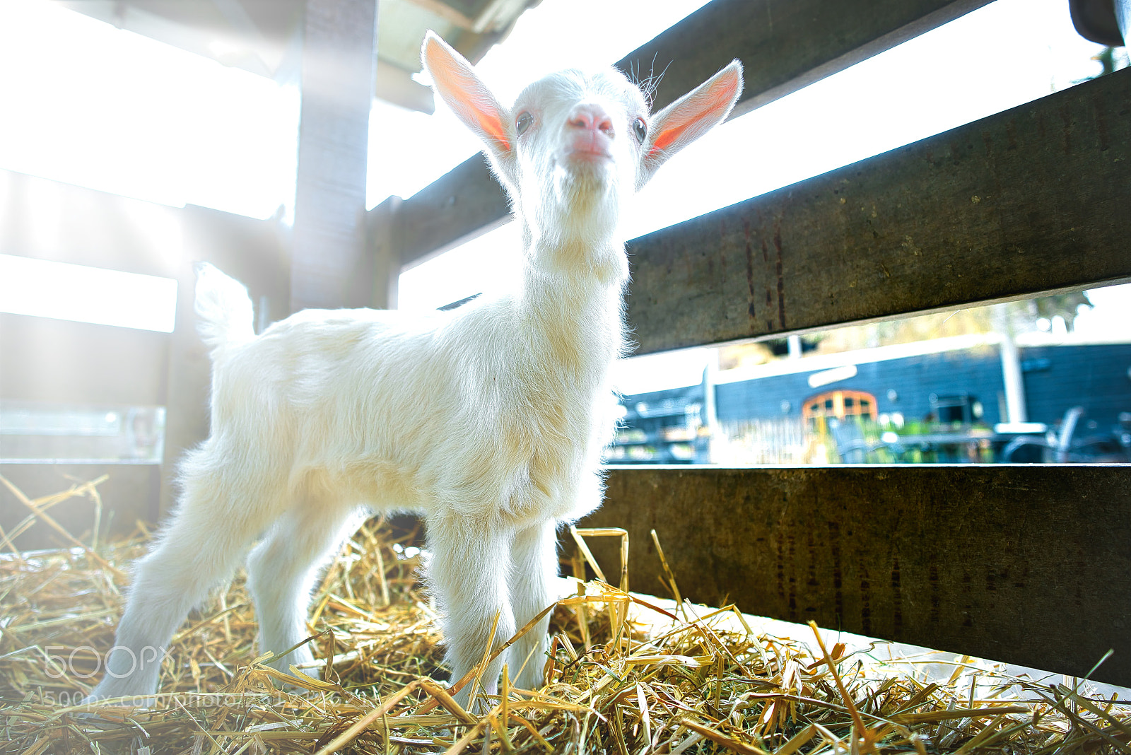 Sony a7R III sample photo. Goats 1 to 7 days old photography