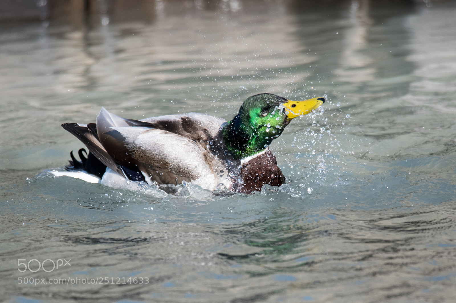 Nikon D850 sample photo. Mallarduck photography