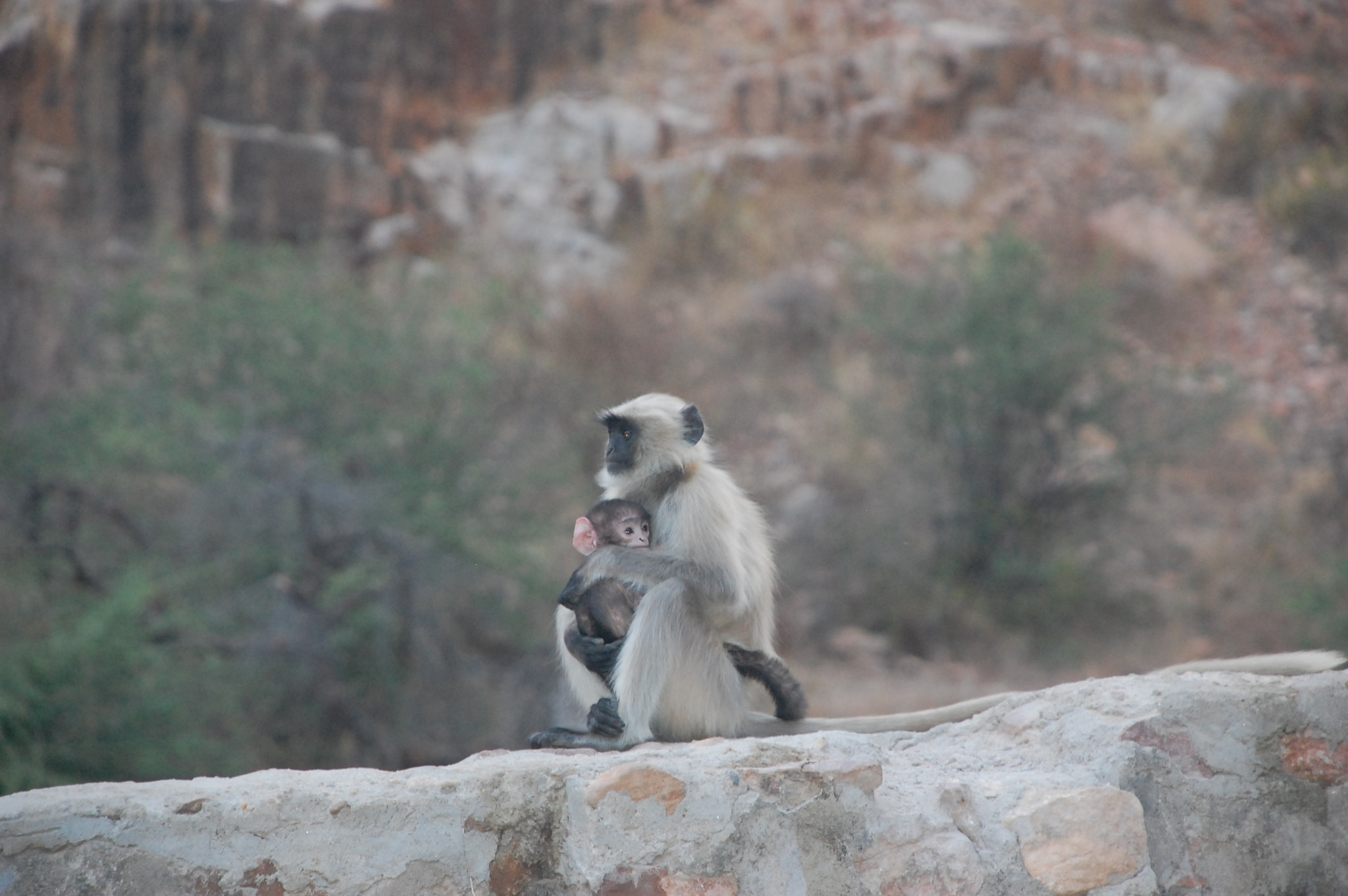 Nikon D40 sample photo. Monkeys photography
