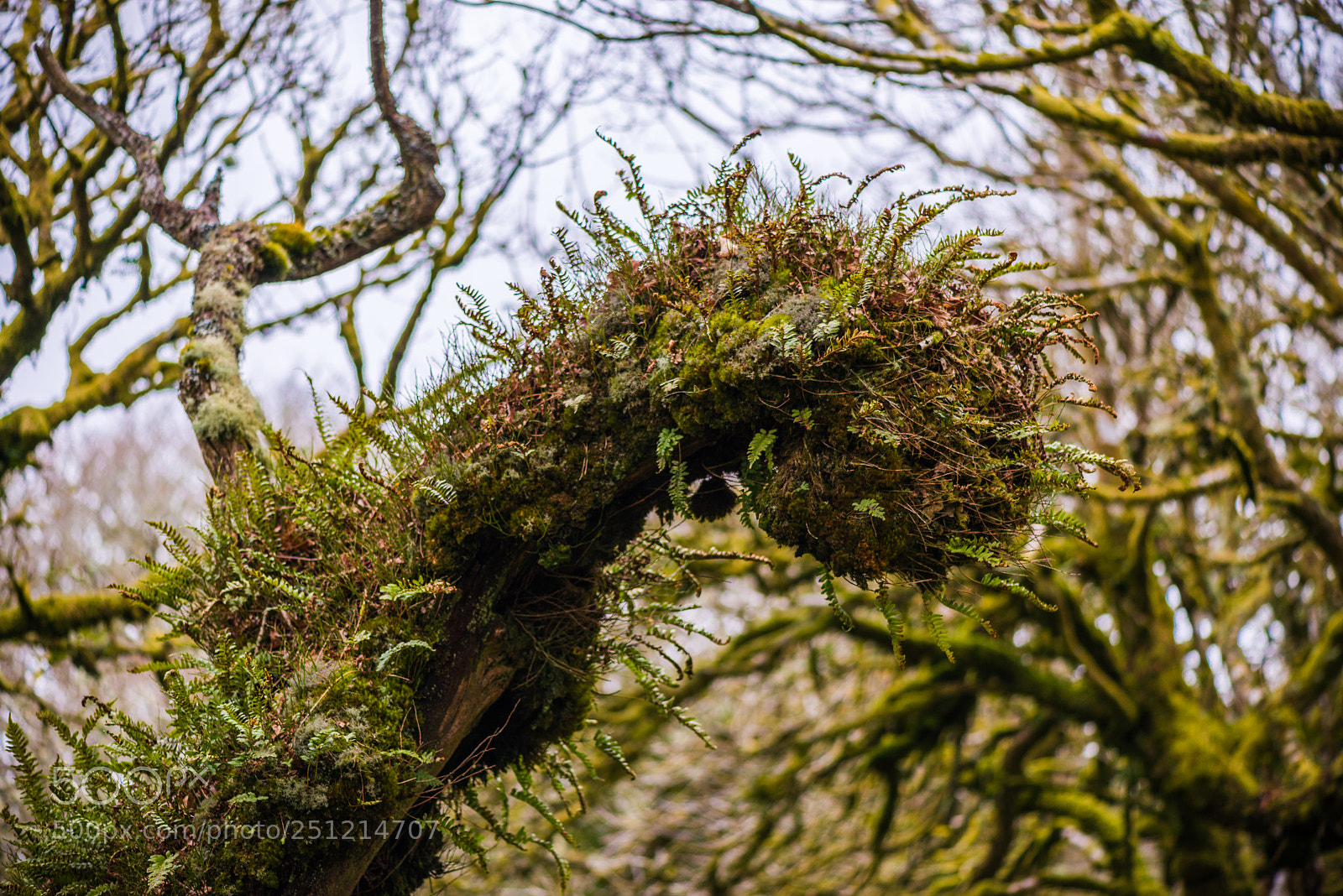Nikon D800 sample photo. Wistmans wood photography