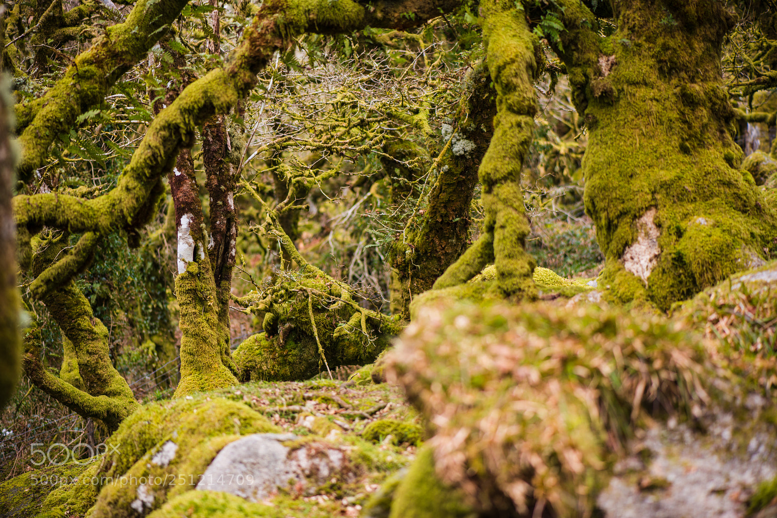 Nikon D800 sample photo. Wistmans wood photography