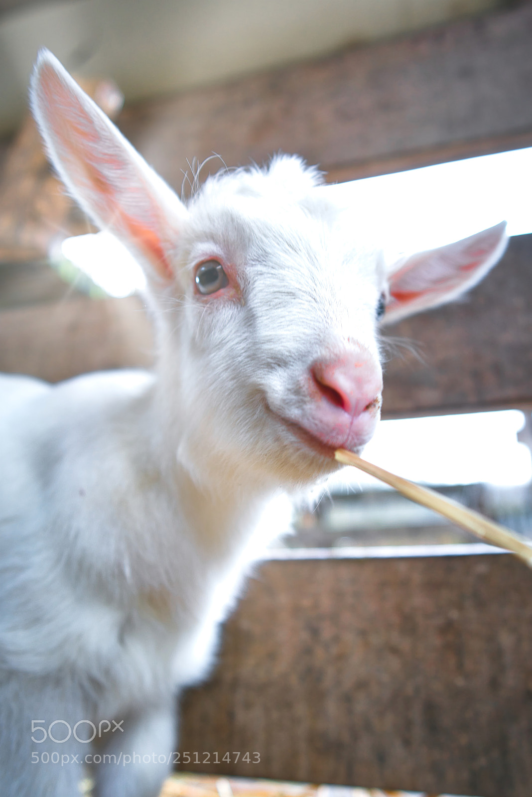 Sony a7R III sample photo. Goats 1 to 7 days old photography