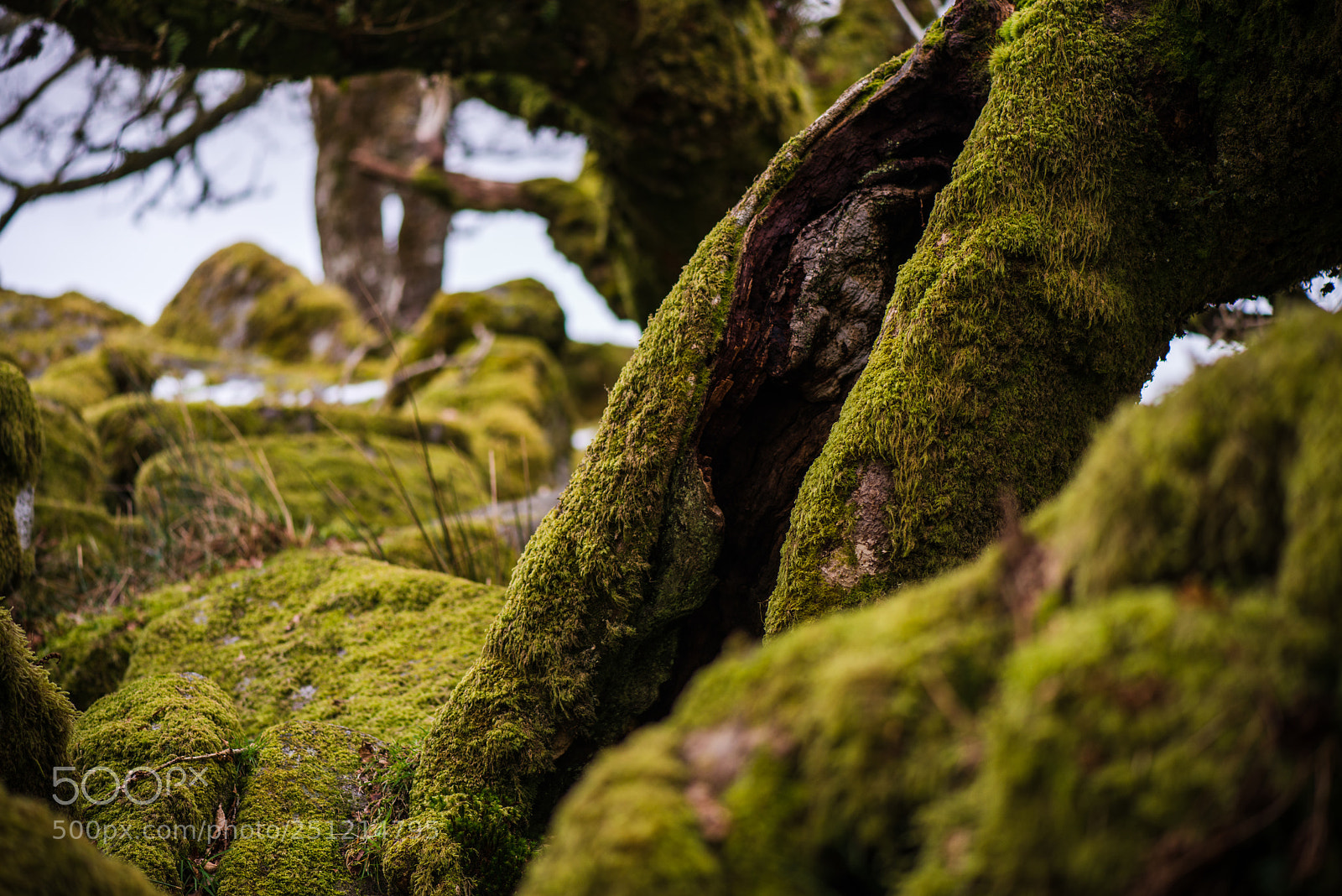 Nikon D800 sample photo. Wistmans wood photography