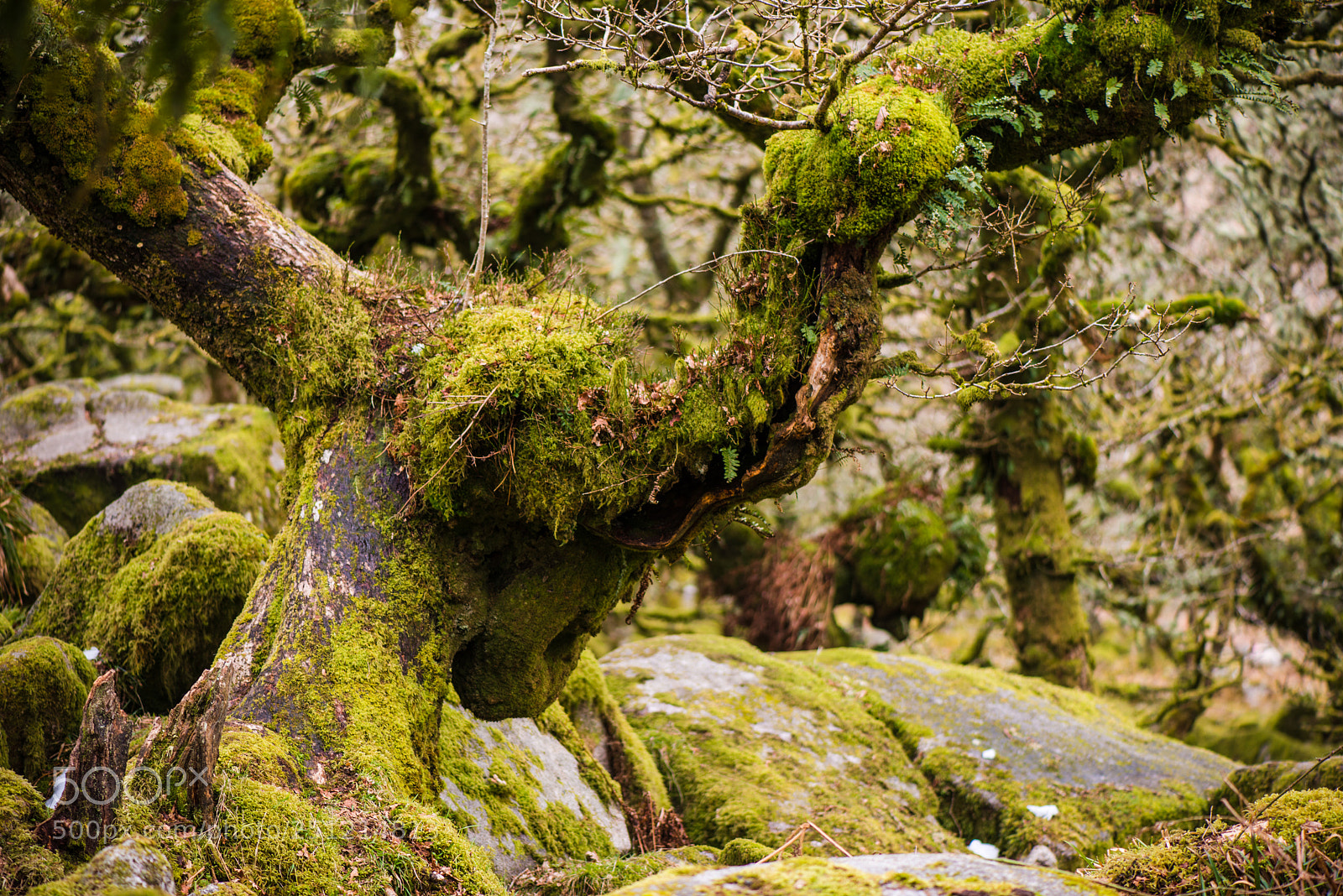 Nikon D800 sample photo. Wistmans wood photography