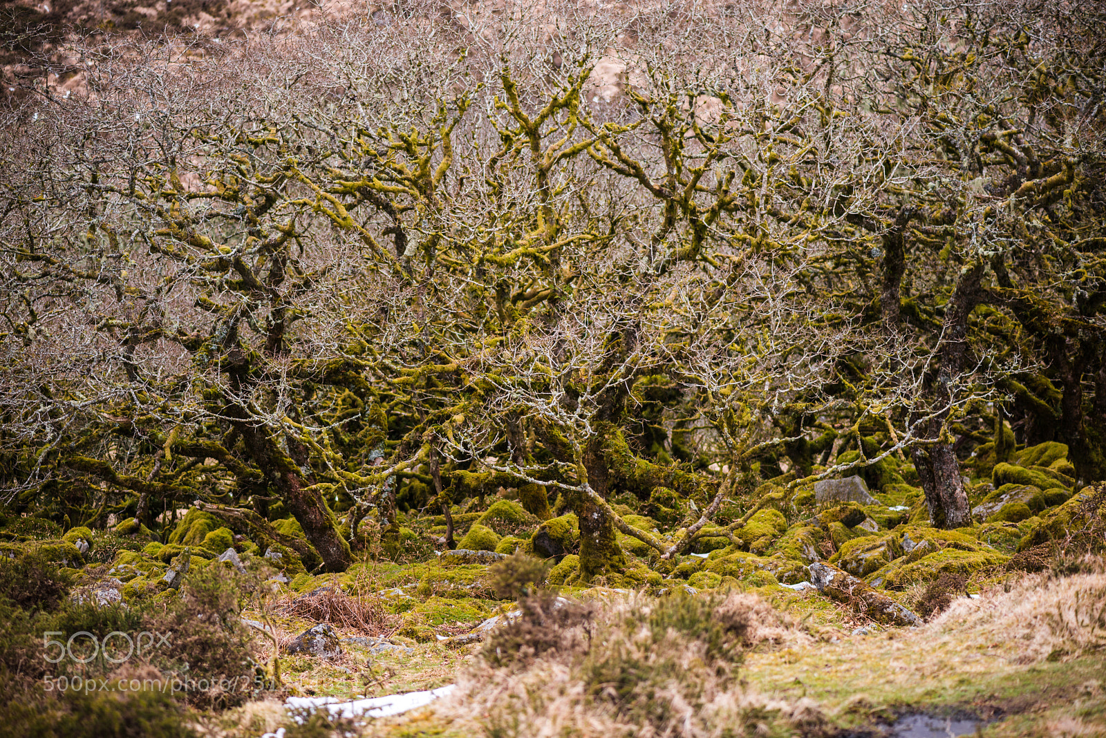 Nikon D800 sample photo. Wistmans wood photography